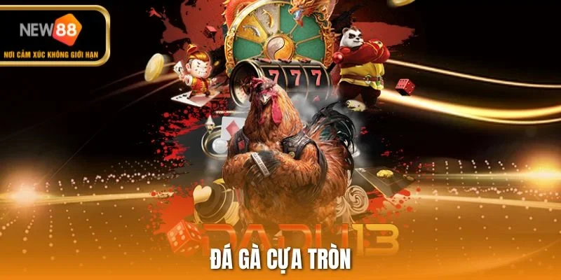 đá gà cựa tròn